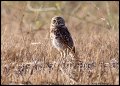 _2SB6735 burrowing owl